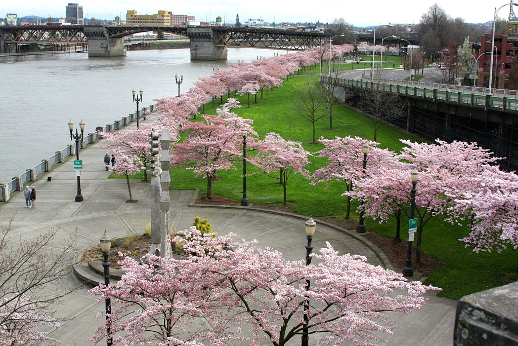 Portland Harbor Drive