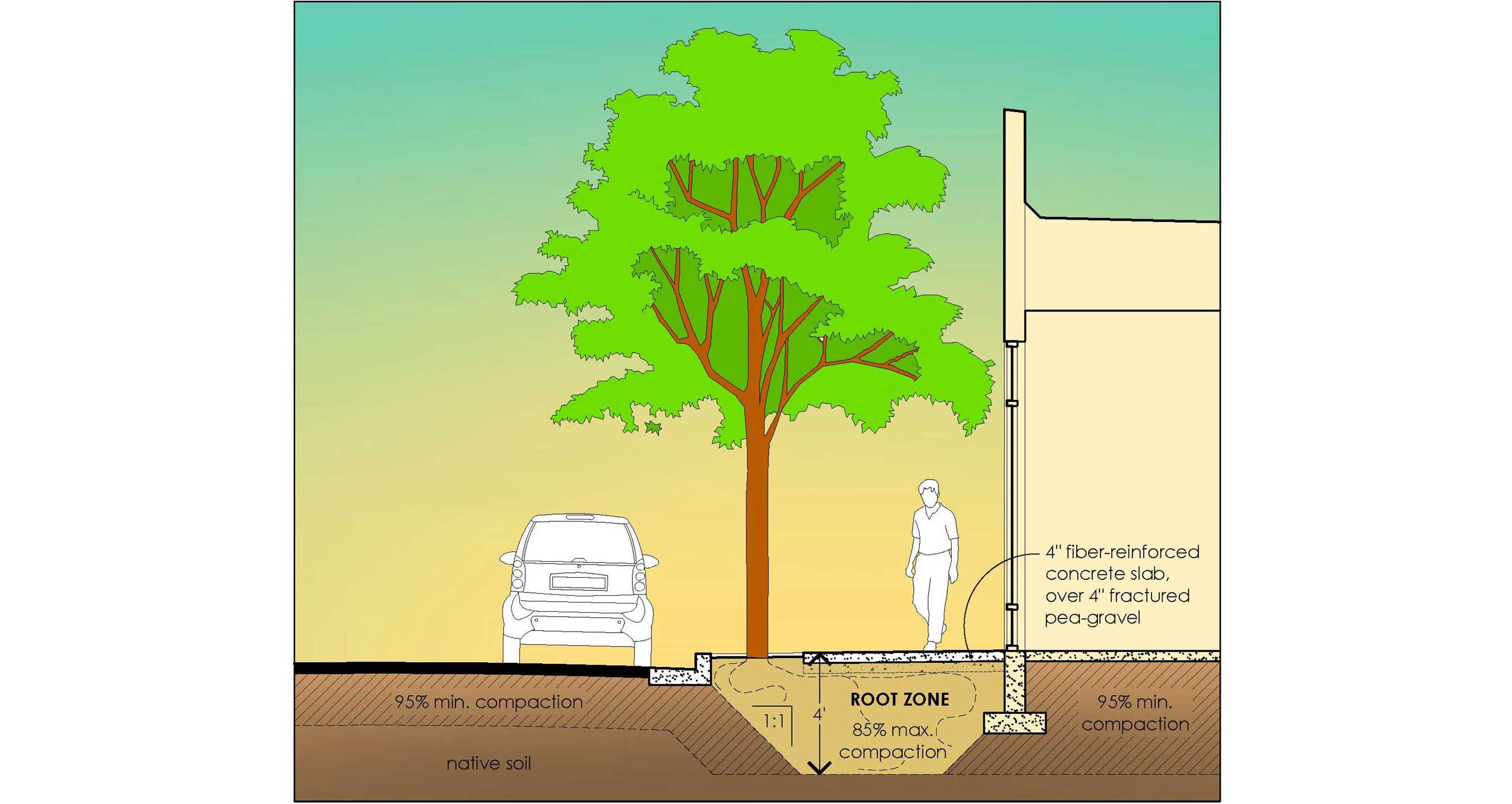 Root zone Tips for healthy street trees CNU