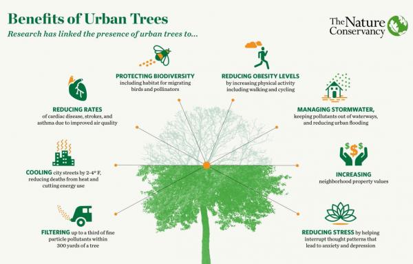 Article image for The benefits of urban trees