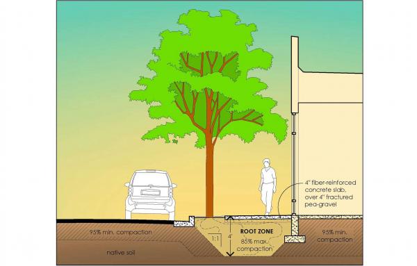 Article image for Root zone: Tips for healthy street trees